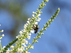 Agapostemon splendens
