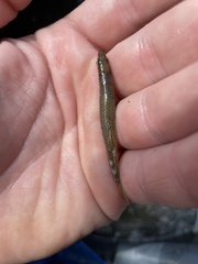 Notropis atherinoides