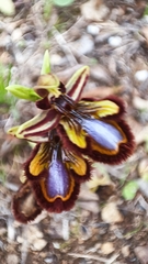 Ophrys speculum