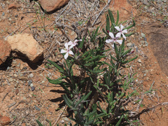 Pachypodium succulentum
