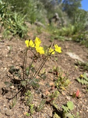 Oxalis pes-caprae sericea