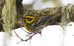 Setophaga townsendi