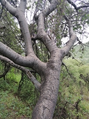 Bursera cuneata