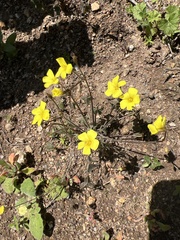 Oxalis pes-caprae sericea