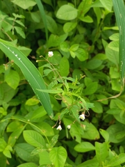 Cardiospermum halicacabum
