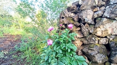 Paeonia broteri