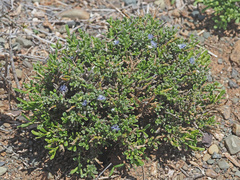 Polygala asbestina