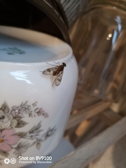 Chrysopilus cristatus