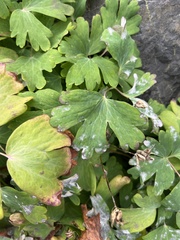 Aquilegia canadensis