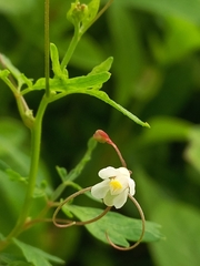 Cardiospermum halicacabum