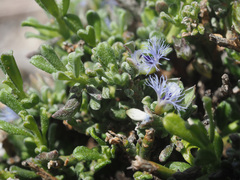 Polygala asbestina