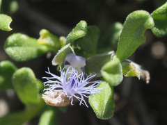 Polygala asbestina