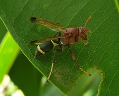 Polistes brunus