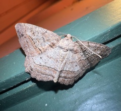 Neoalcis californiaria