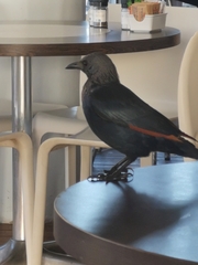 Onychognathus morio morio