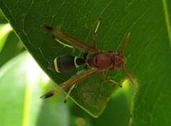 Polistes brunus