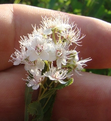 Spiraea alba alba