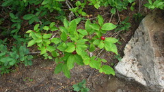 Vaccinium membranaceum