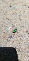 Cicindela sexguttata