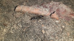 Paltothyreus tarsatus