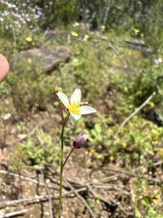 Heliophila pendula