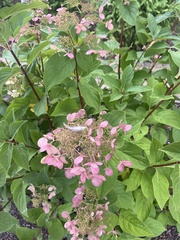 Hydrangea