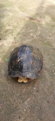 Melanochelys trijuga