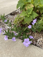 Ruellia humilis