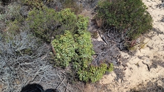 Juniperus navicularis