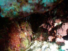 Rhynchocinetes durbanensis