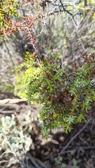Juniperus navicularis