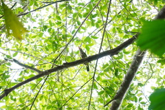 Psilopogon lineatus