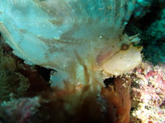 Taenianotus triacanthus