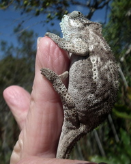 Bradypodion damaranum