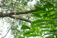 Psilopogon lineatus
