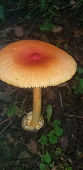 Amanita