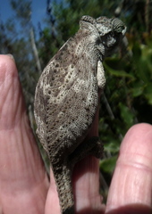 Bradypodion damaranum