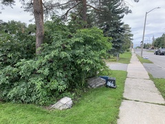 Sambucus canadensis