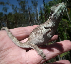 Bradypodion damaranum