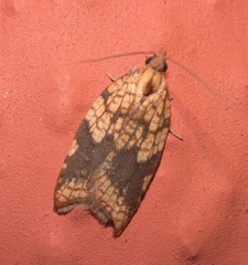 Acleris rhombana