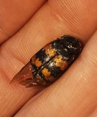 Nicrophorus vespillo