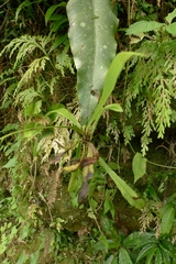 Asplenium amboinense