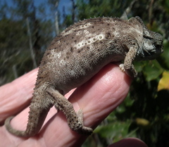 Bradypodion damaranum