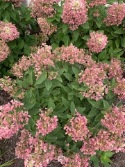 Hydrangea