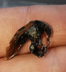 Nicrophorus vespillo