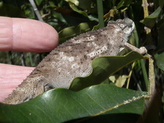 Bradypodion damaranum