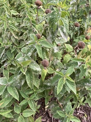 Monarda