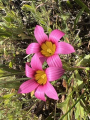 Romulea