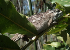 Bradypodion damaranum