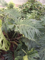 Monstera deliciosa